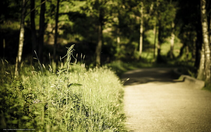 Forest path with wild grass