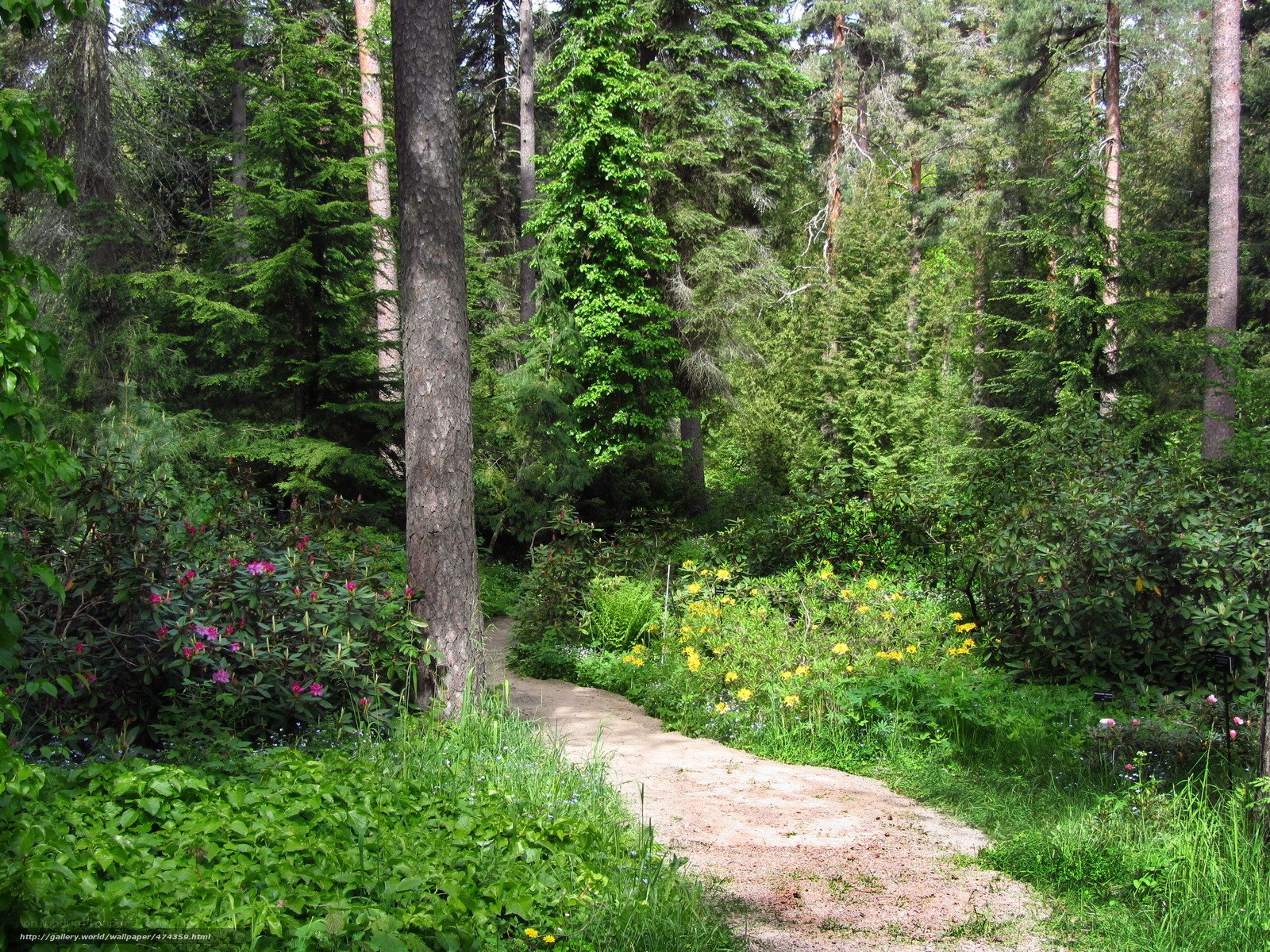 Forest path with wildflowers