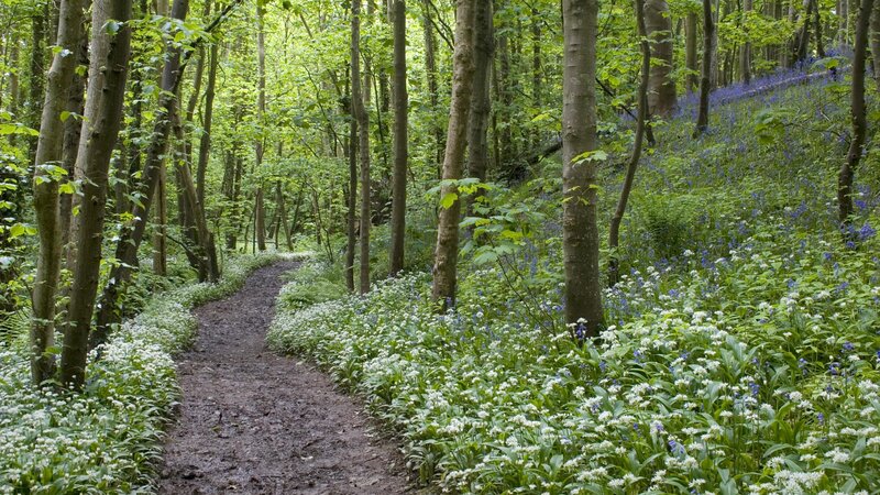 Forest path with wildflowers
