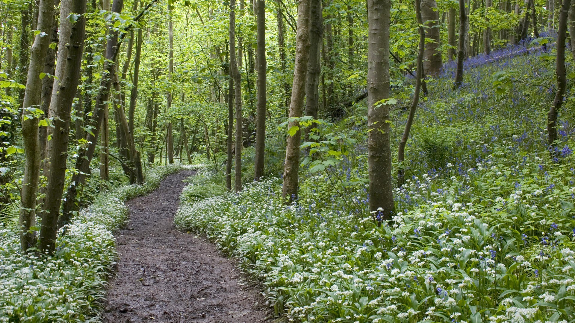 Forest path with wildflowers