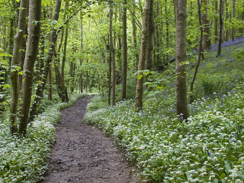 Forest path with wildflowers