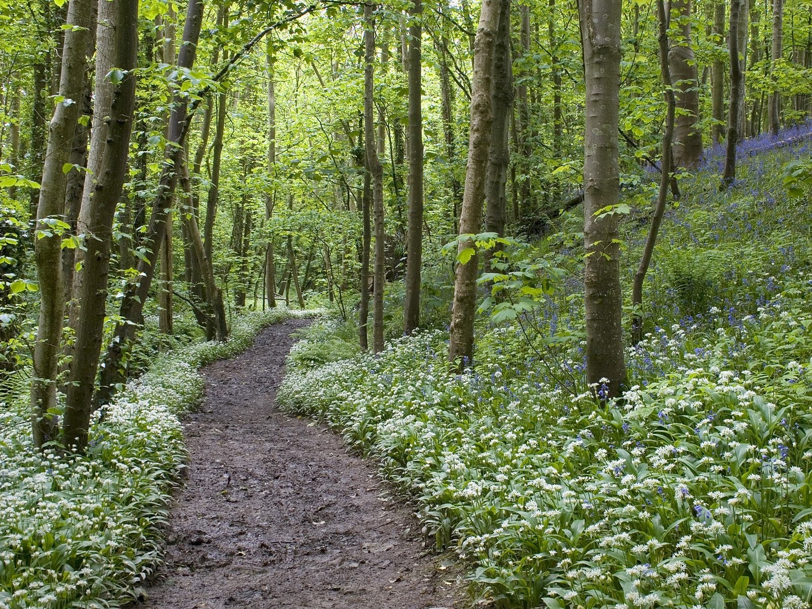 Forest path with wildflowers