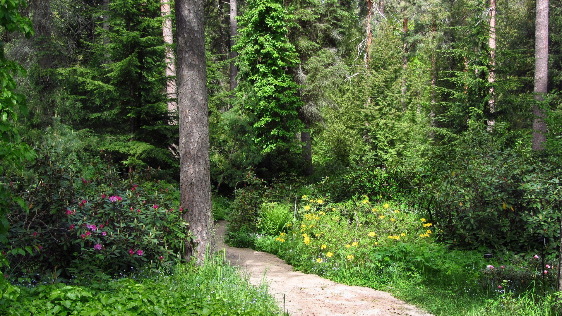 Forest path with wildflowers
