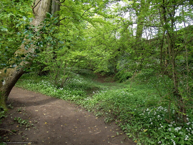 Forest Path with Wildflowers — Green, Serene