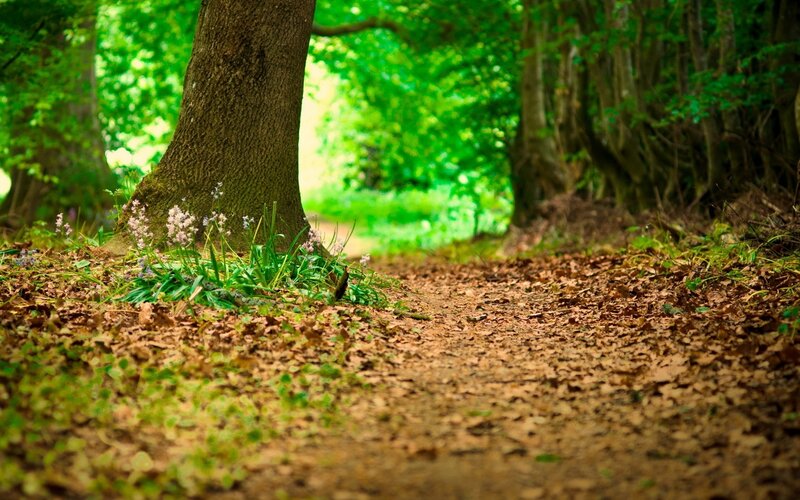Forest path with wildflowers