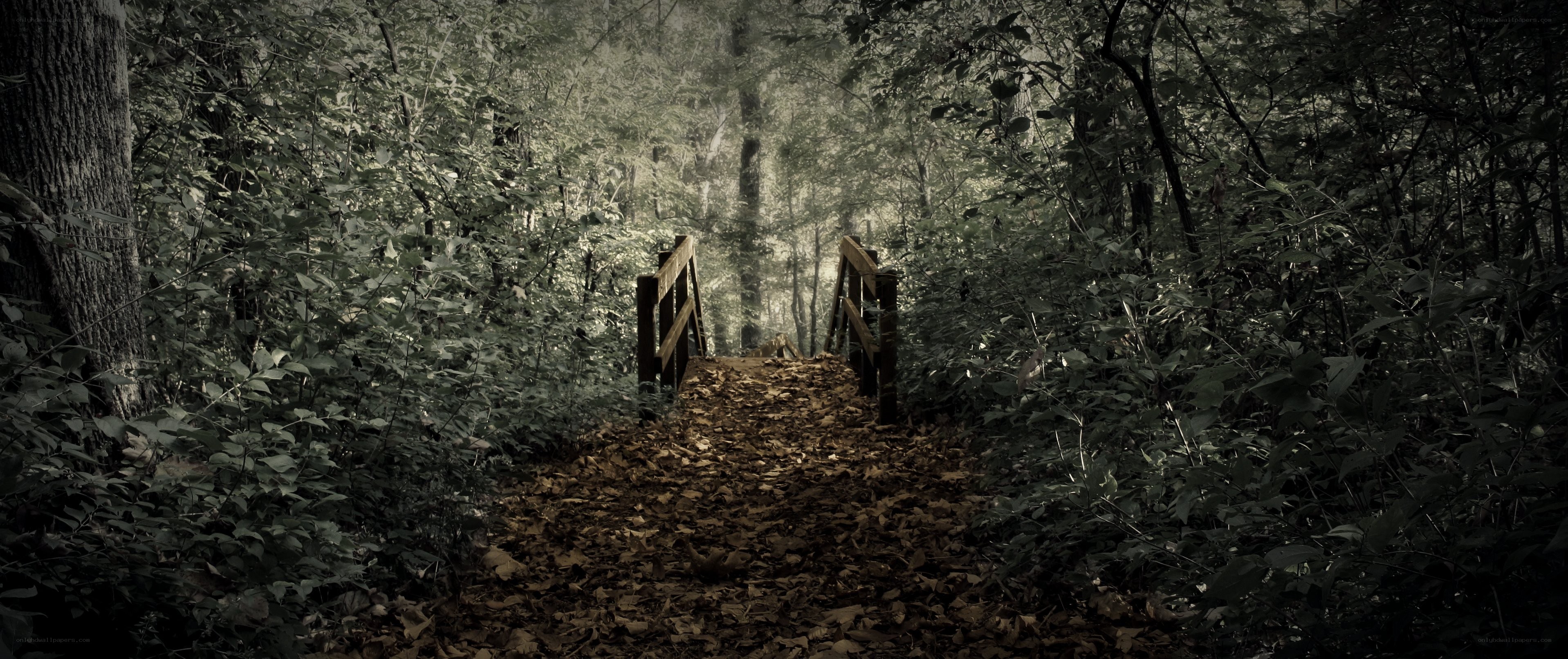 Forest path with wooden bridge