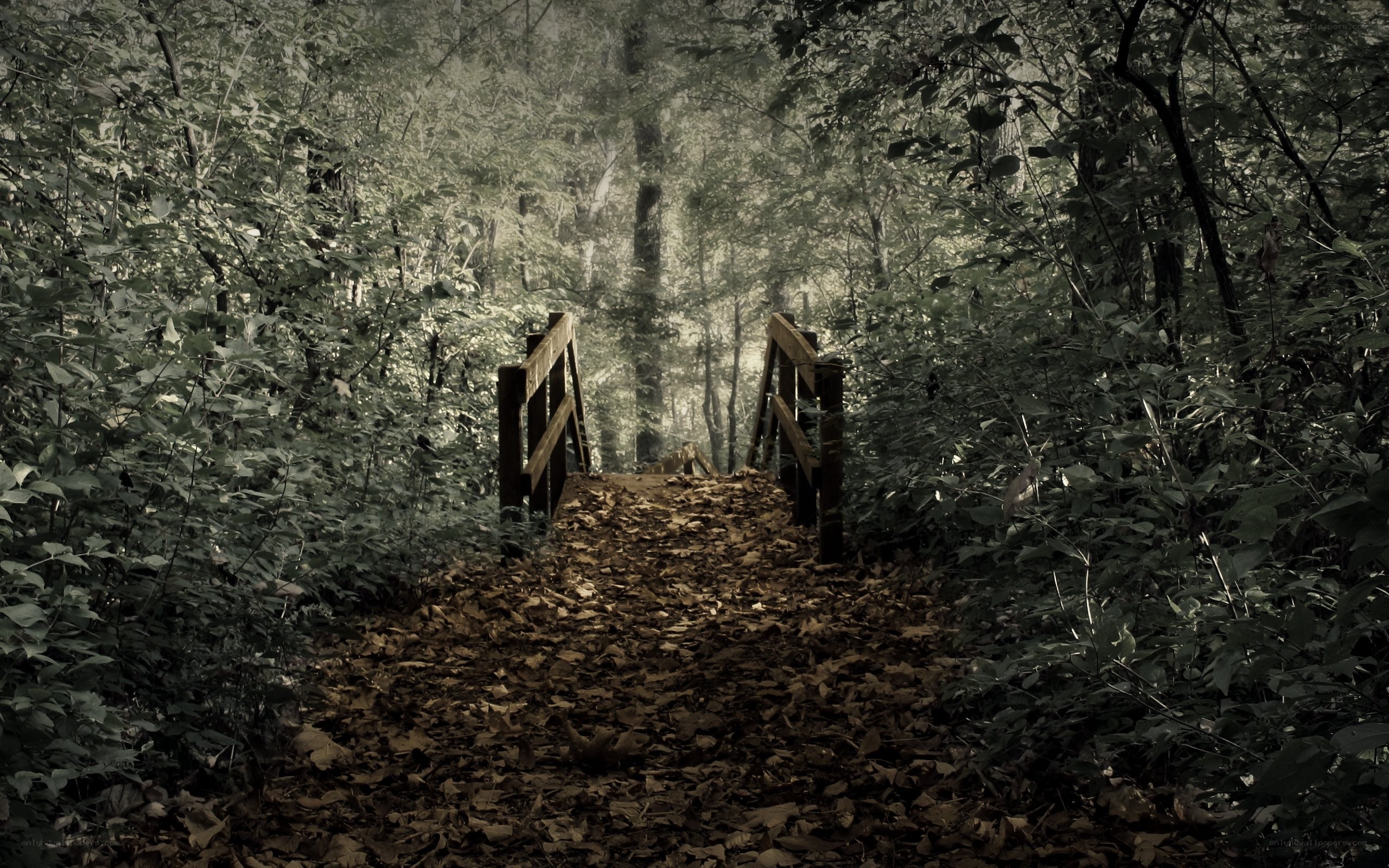 Forest path with wooden bridge