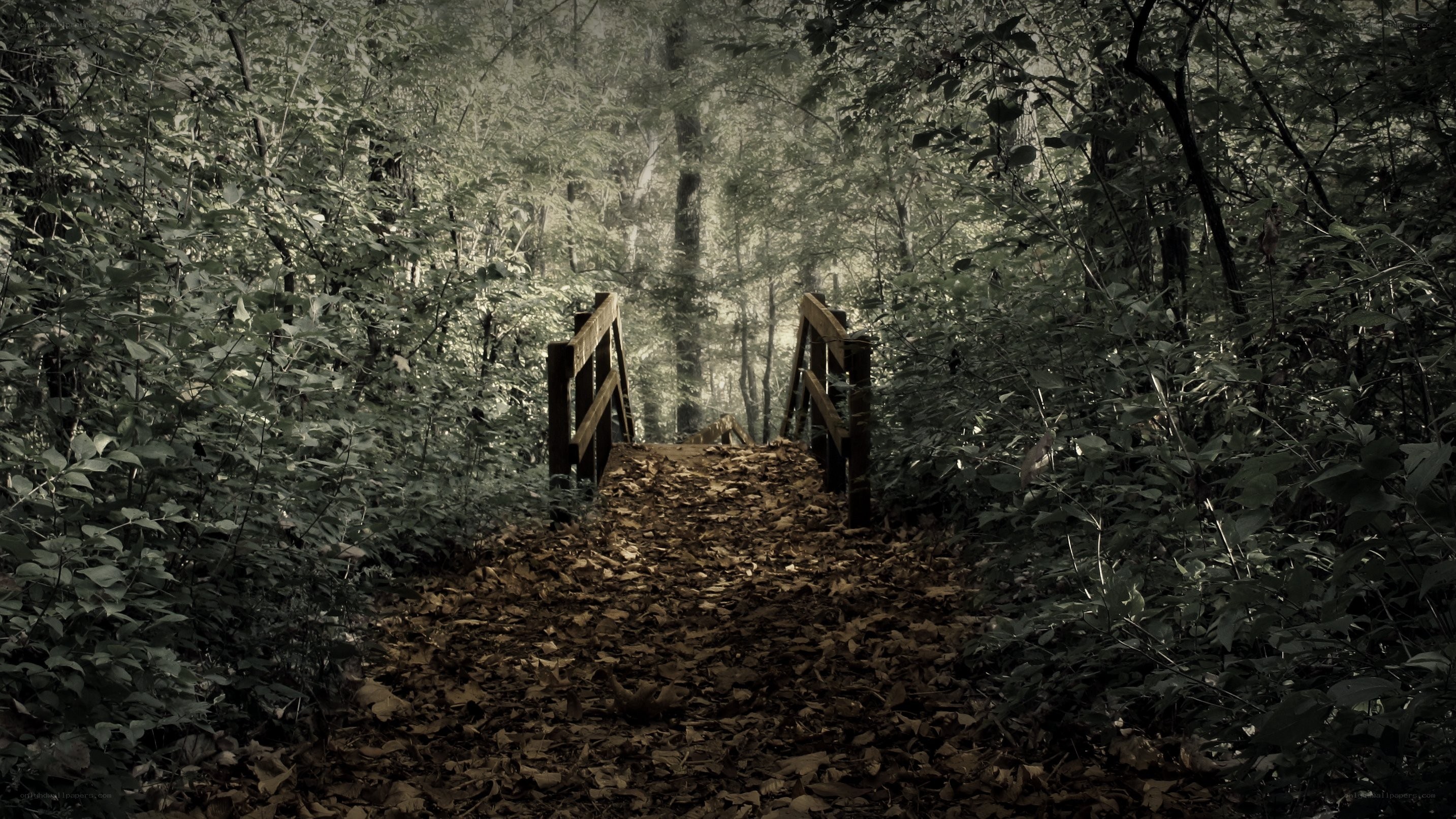 Forest path with wooden bridge