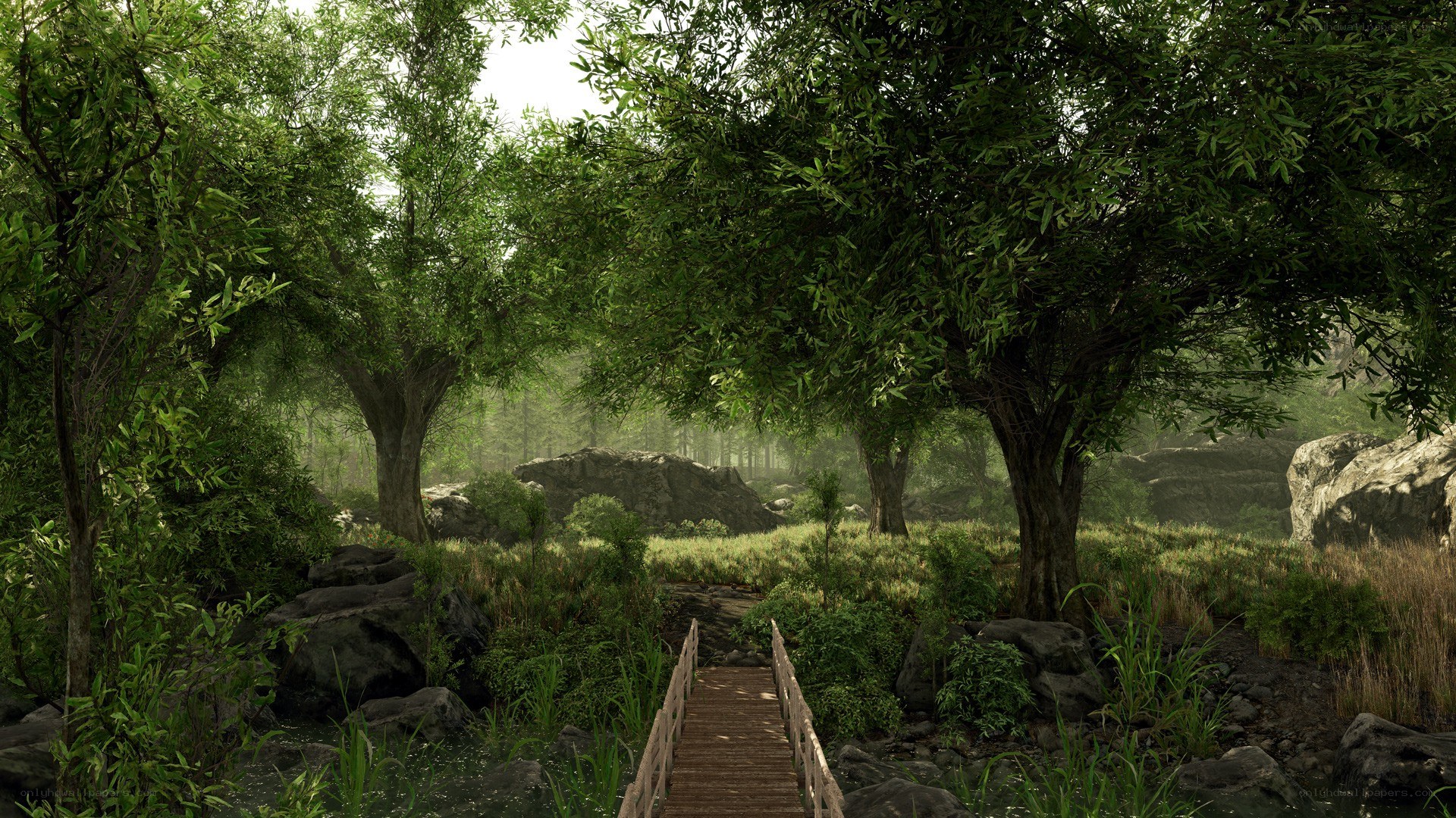 Forest path with wooden bridge