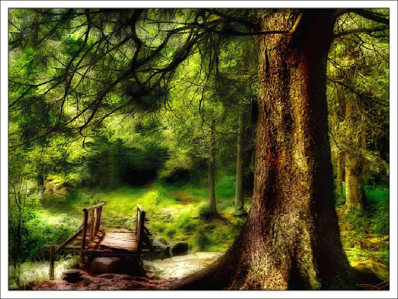 Forest path with wooden bridge