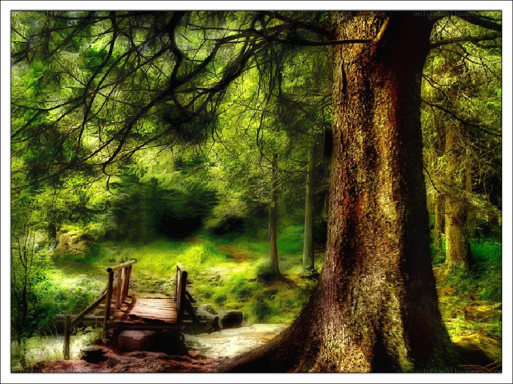 Forest path with wooden bridge
