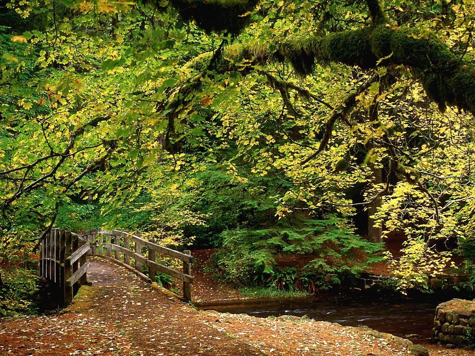 Forest path with wooden bridge