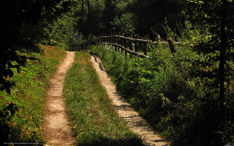Forest path with wooden bridge
