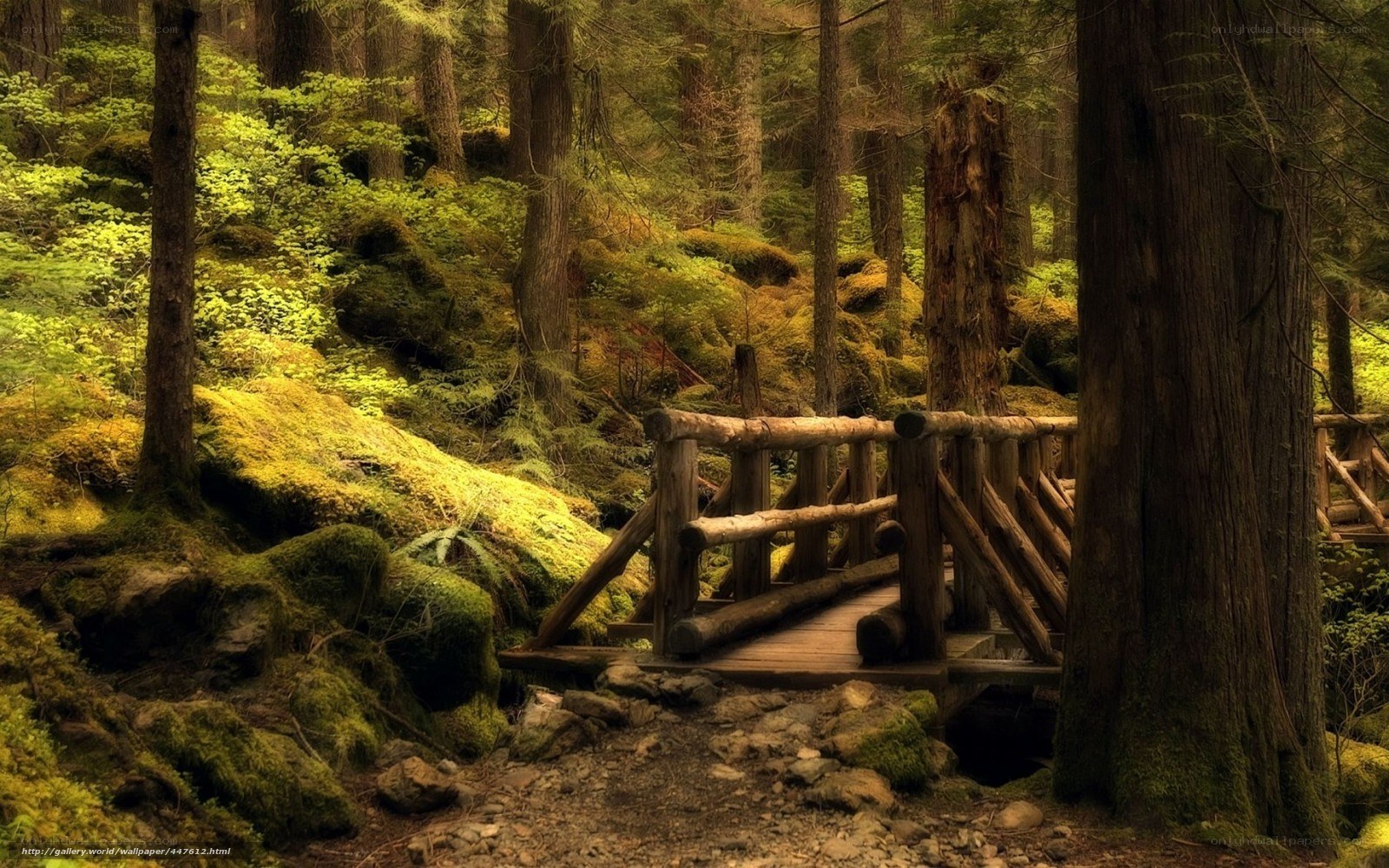 Forest path with wooden bridge