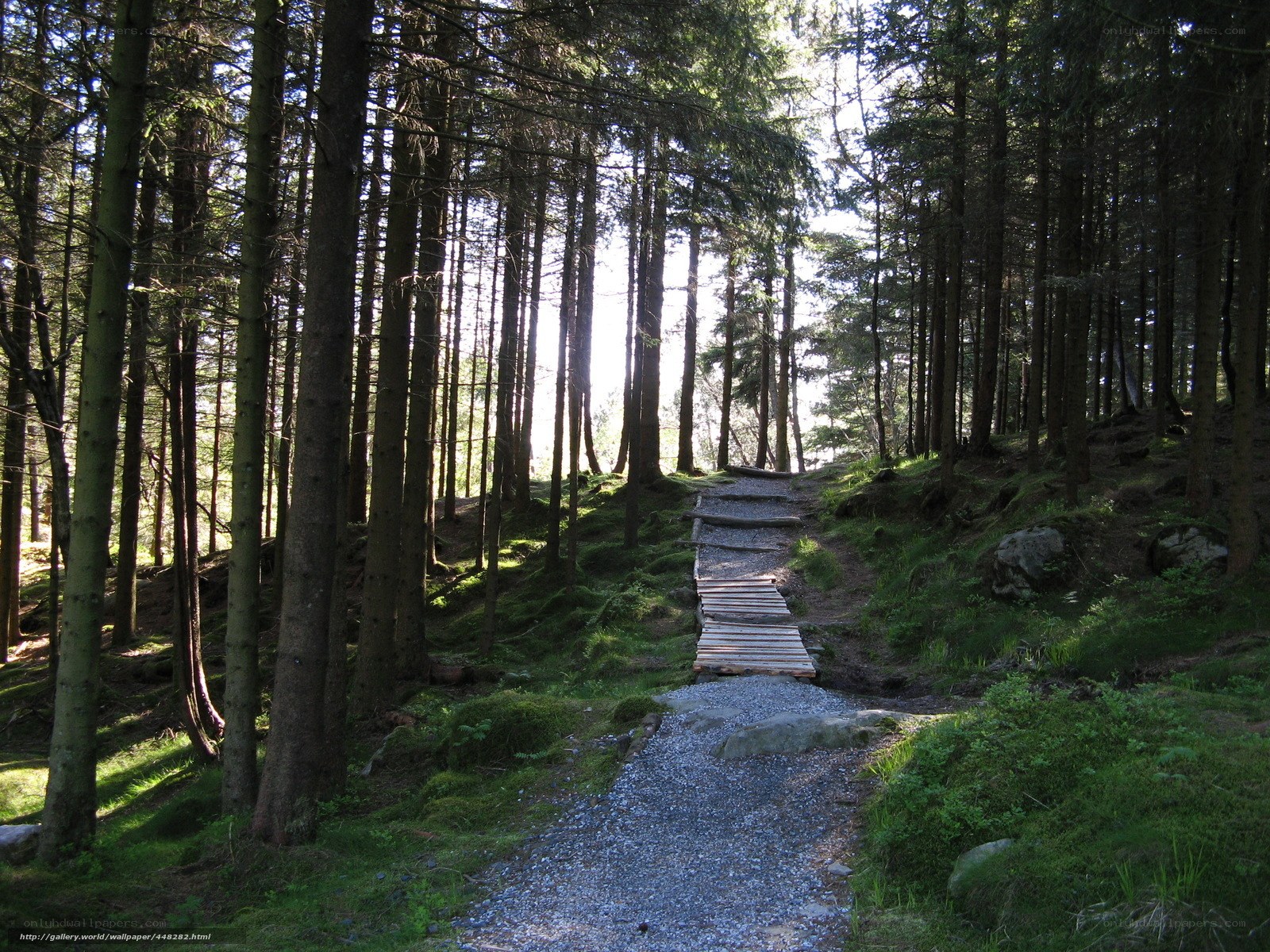 Forest path with wooden bridge