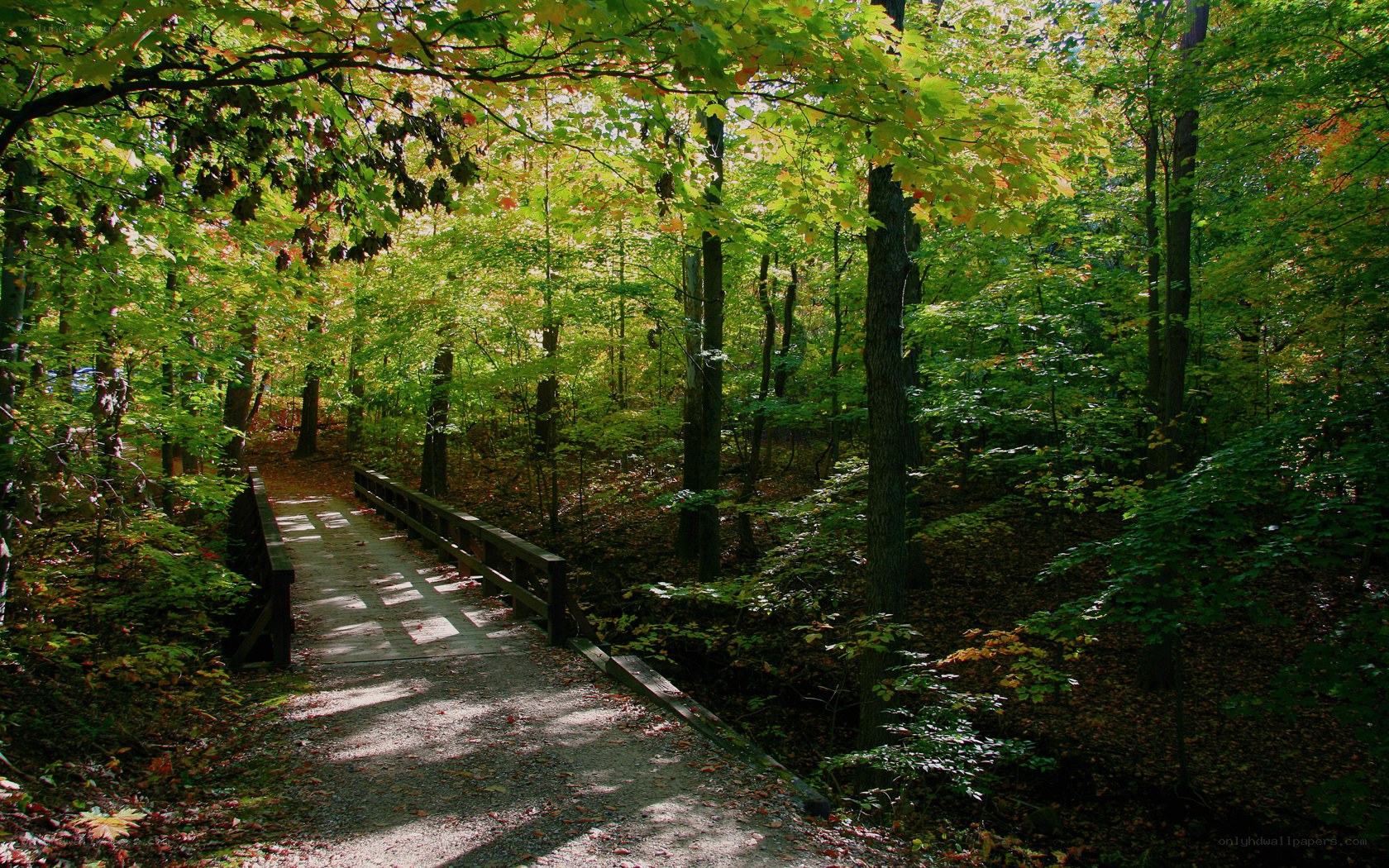 Forest path with wooden bridge