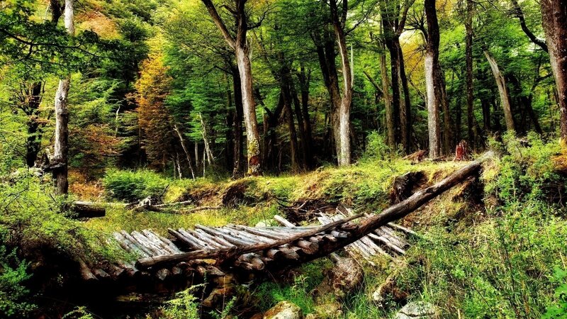 Forest path with wooden bridge