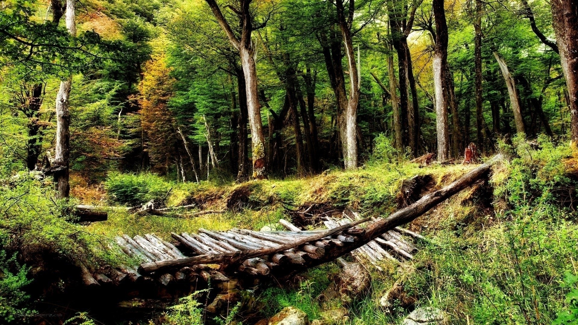 Forest path with wooden bridge