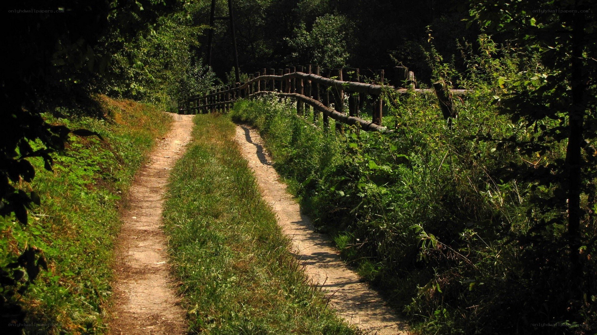 Forest path with wooden bridge