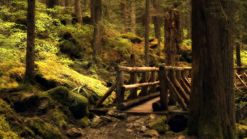 Forest path with wooden bridge