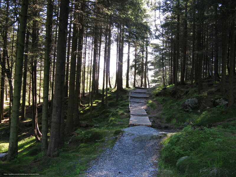 Forest Path with Wooden Bridge — Green