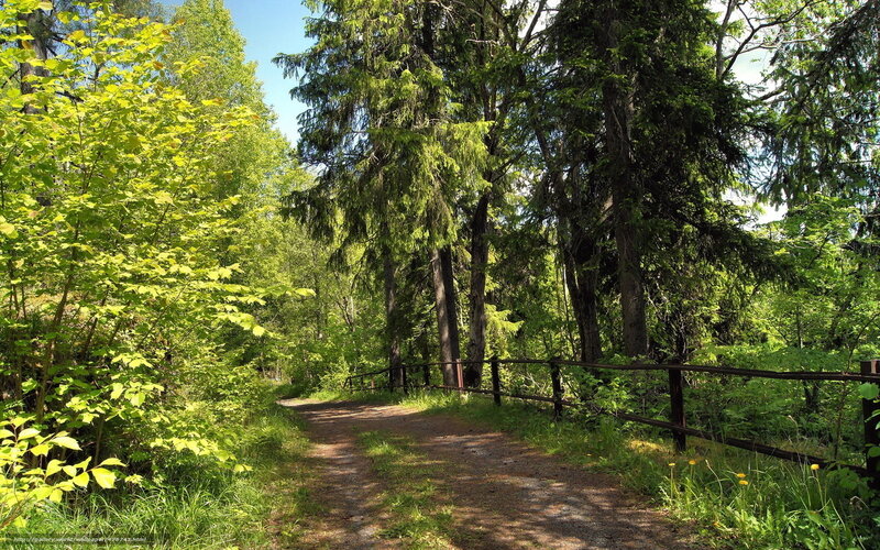 Forest path with wooden fence