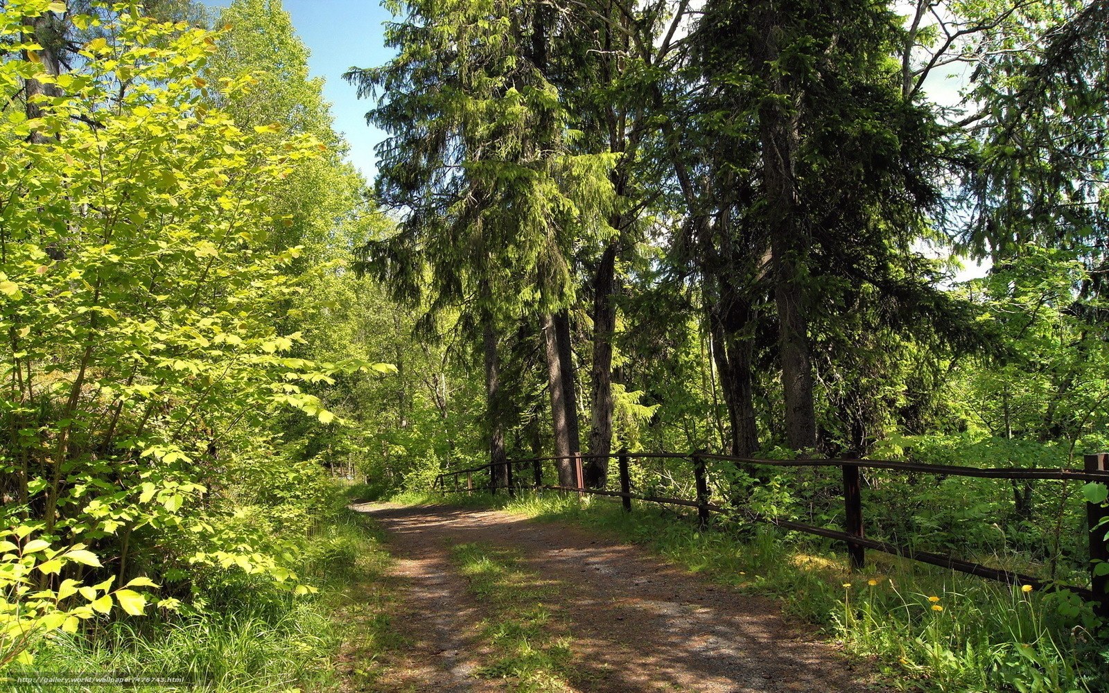 Forest path with wooden fence