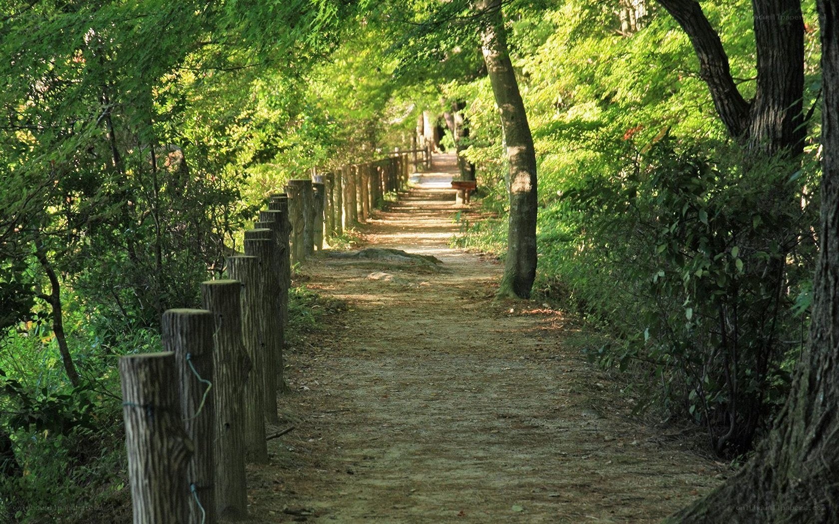 Forest path with wooden fence