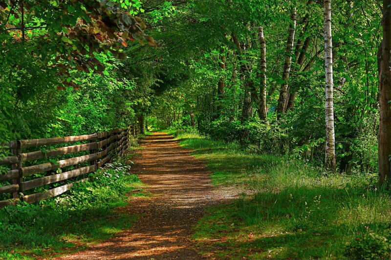 Forest path with wooden fence