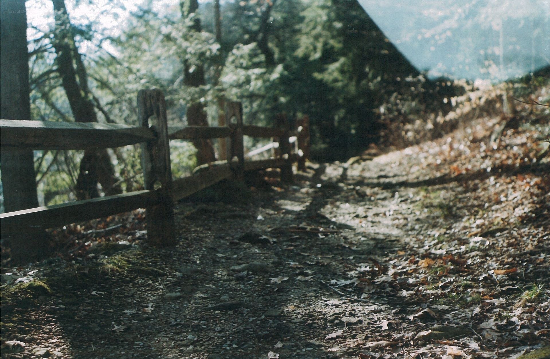 Forest path with wooden fence