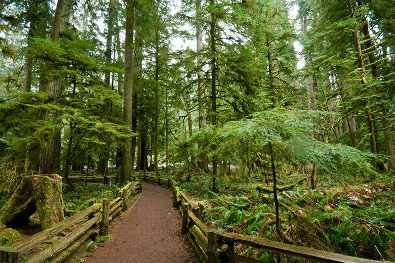 Forest Path with Wooden Fence — Green
