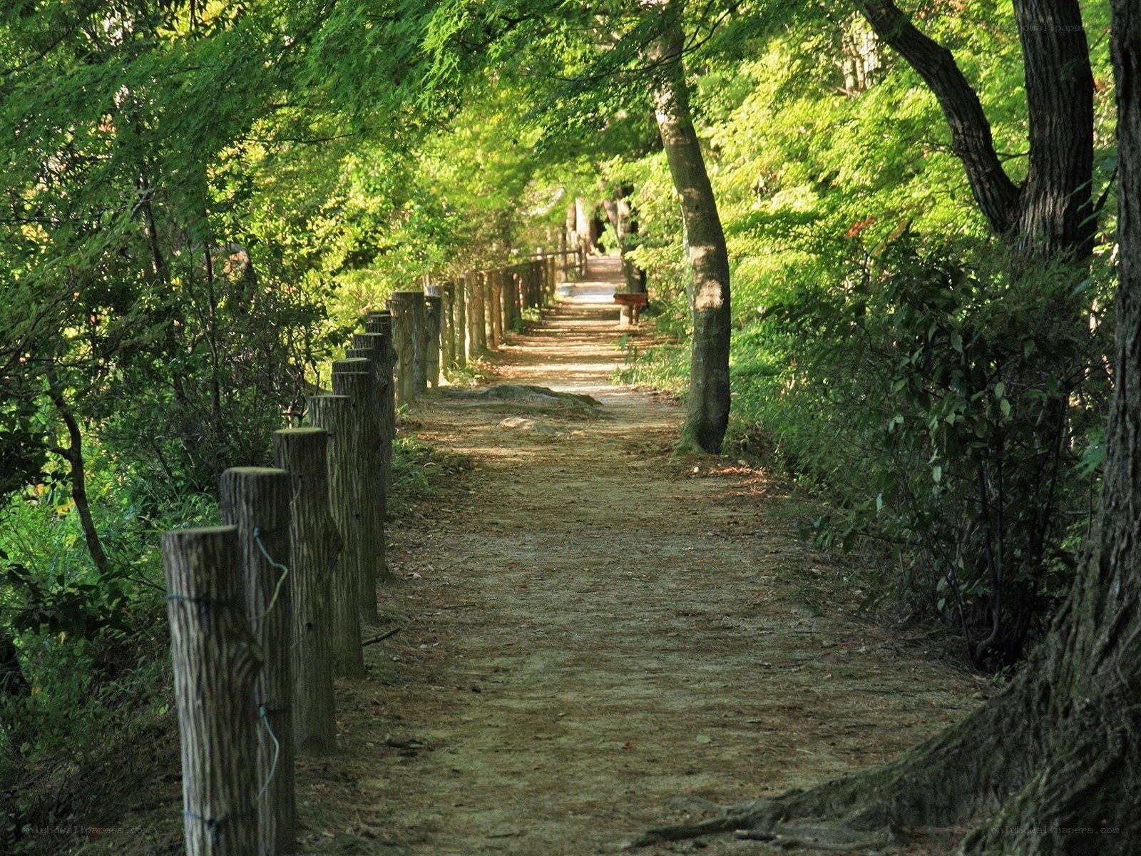 Forest path with wooden fence