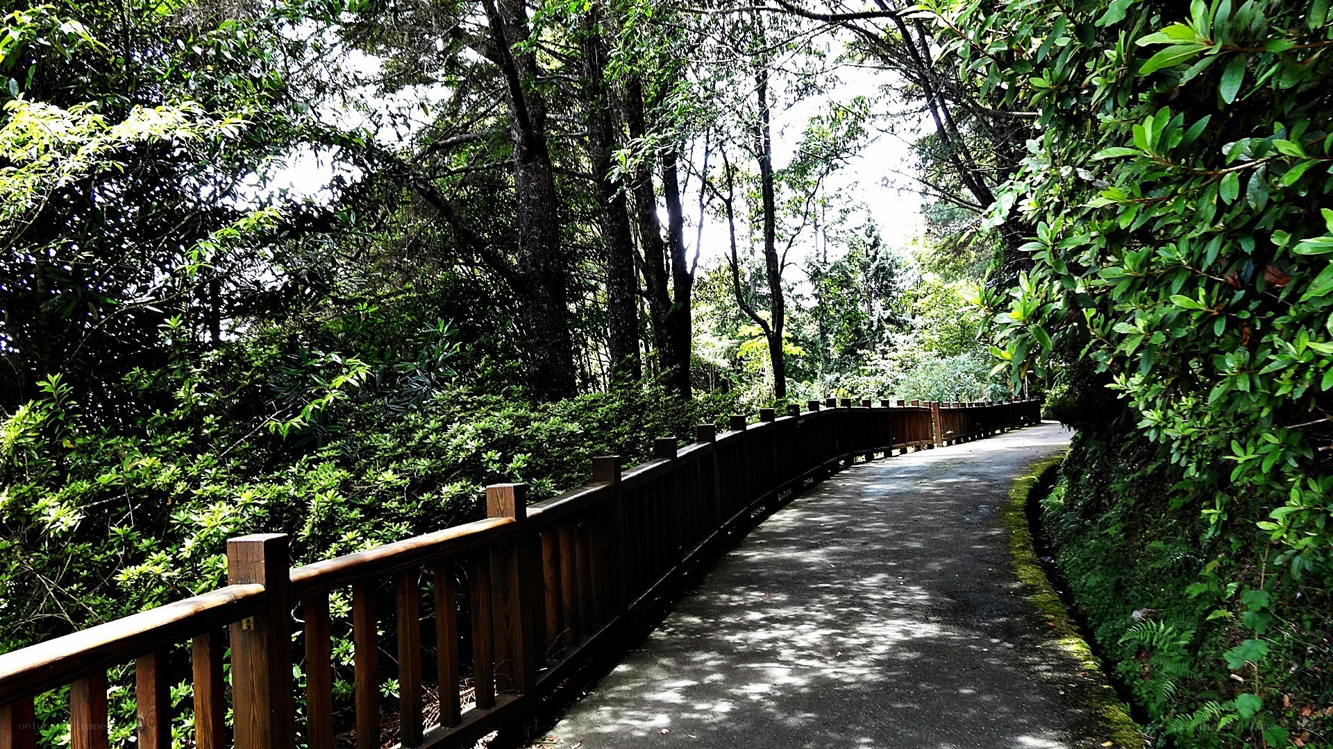 Forest path with wooden railing