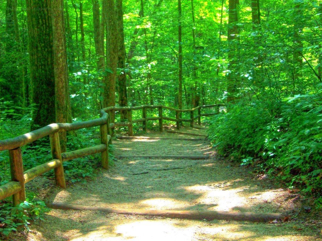 Forest path with wooden railing