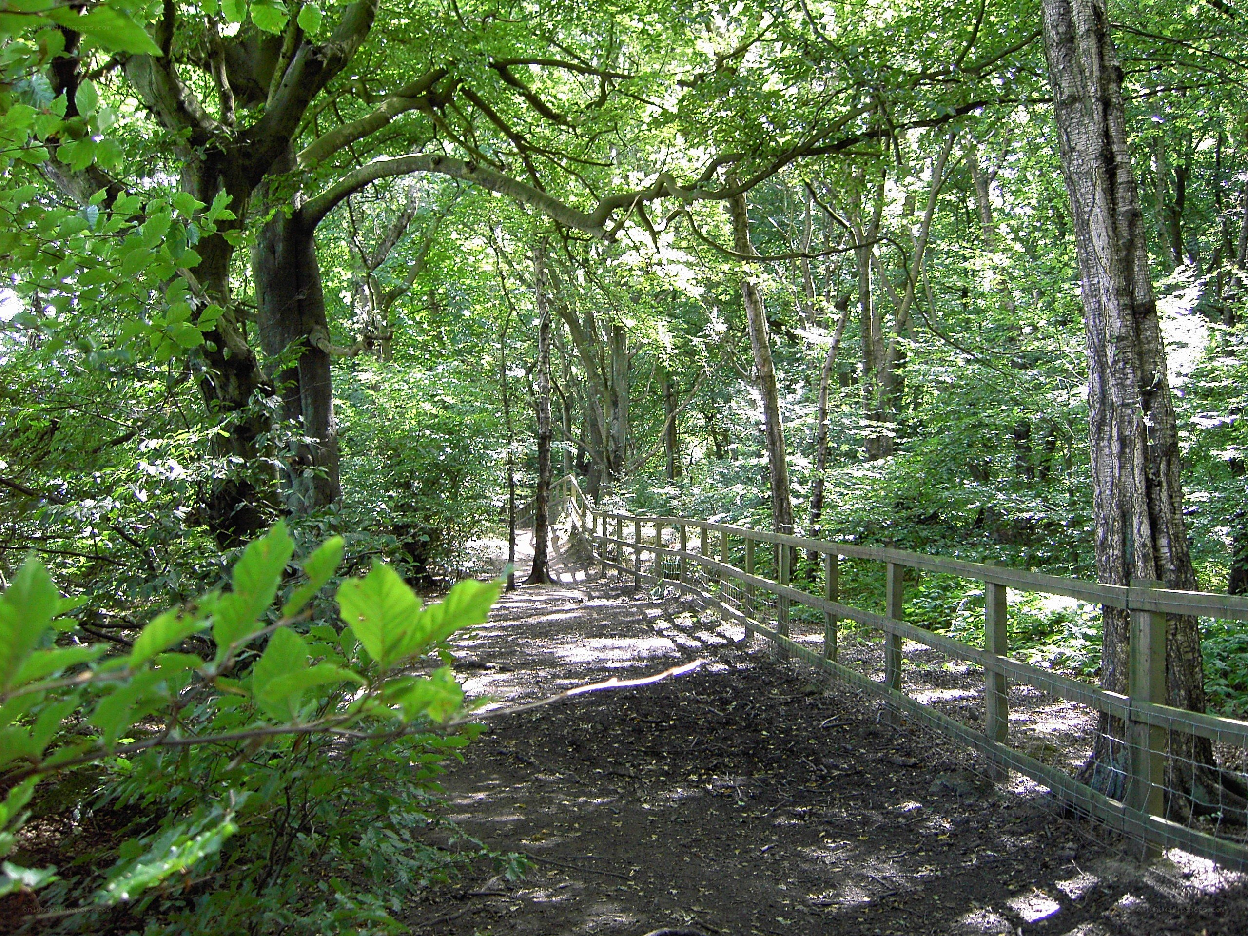 Forest path with wooden railing
