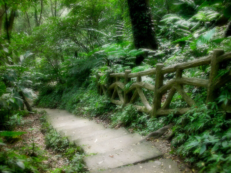 Forest path with wooden railing