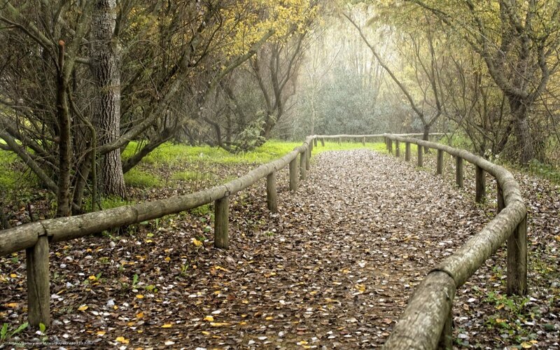 Forest path with wooden railings