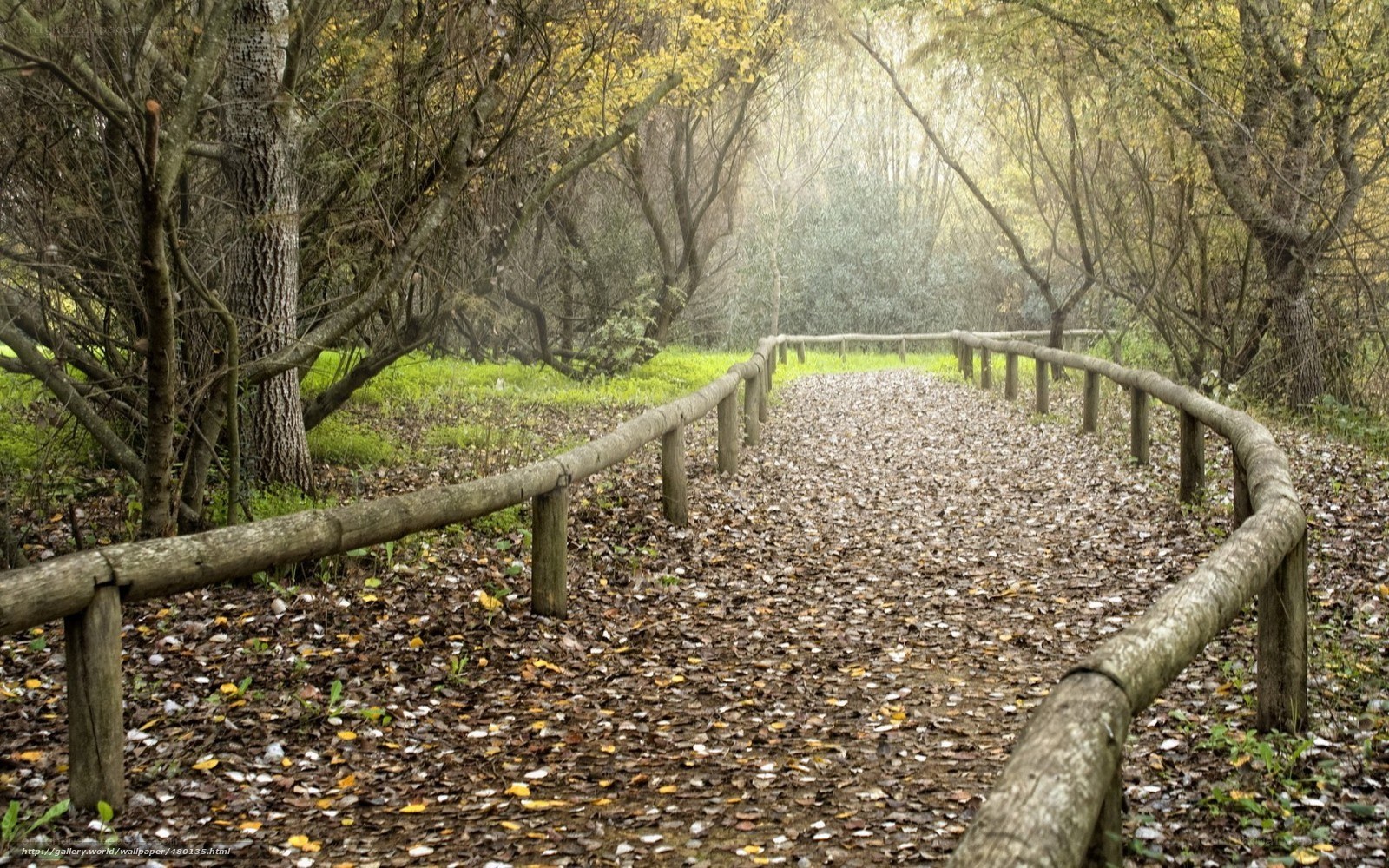 Forest path with wooden railings