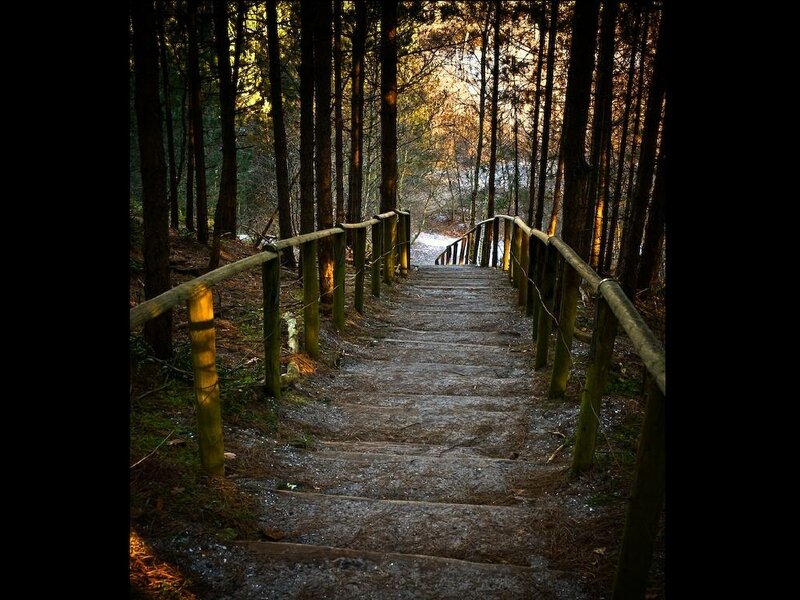 Forest path with wooden stairs