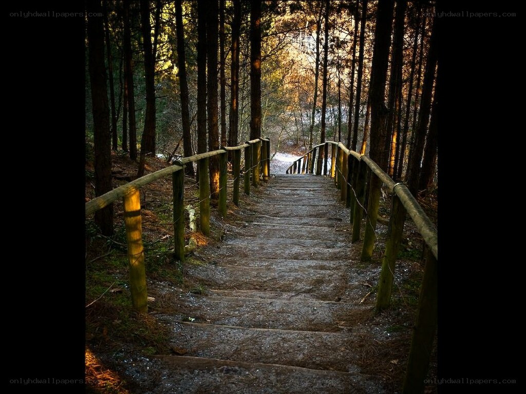 Forest path with wooden stairs