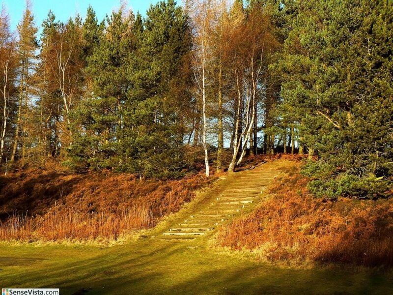 Forest path with wooden steps