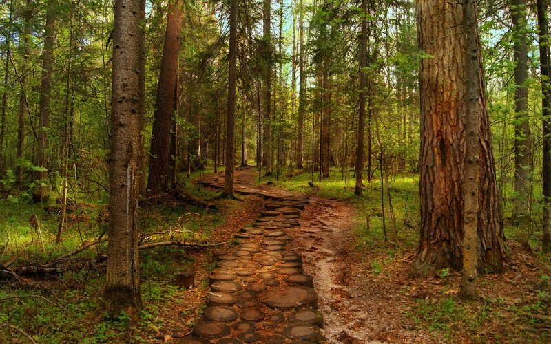 Forest Path with Wooden Steps — Green