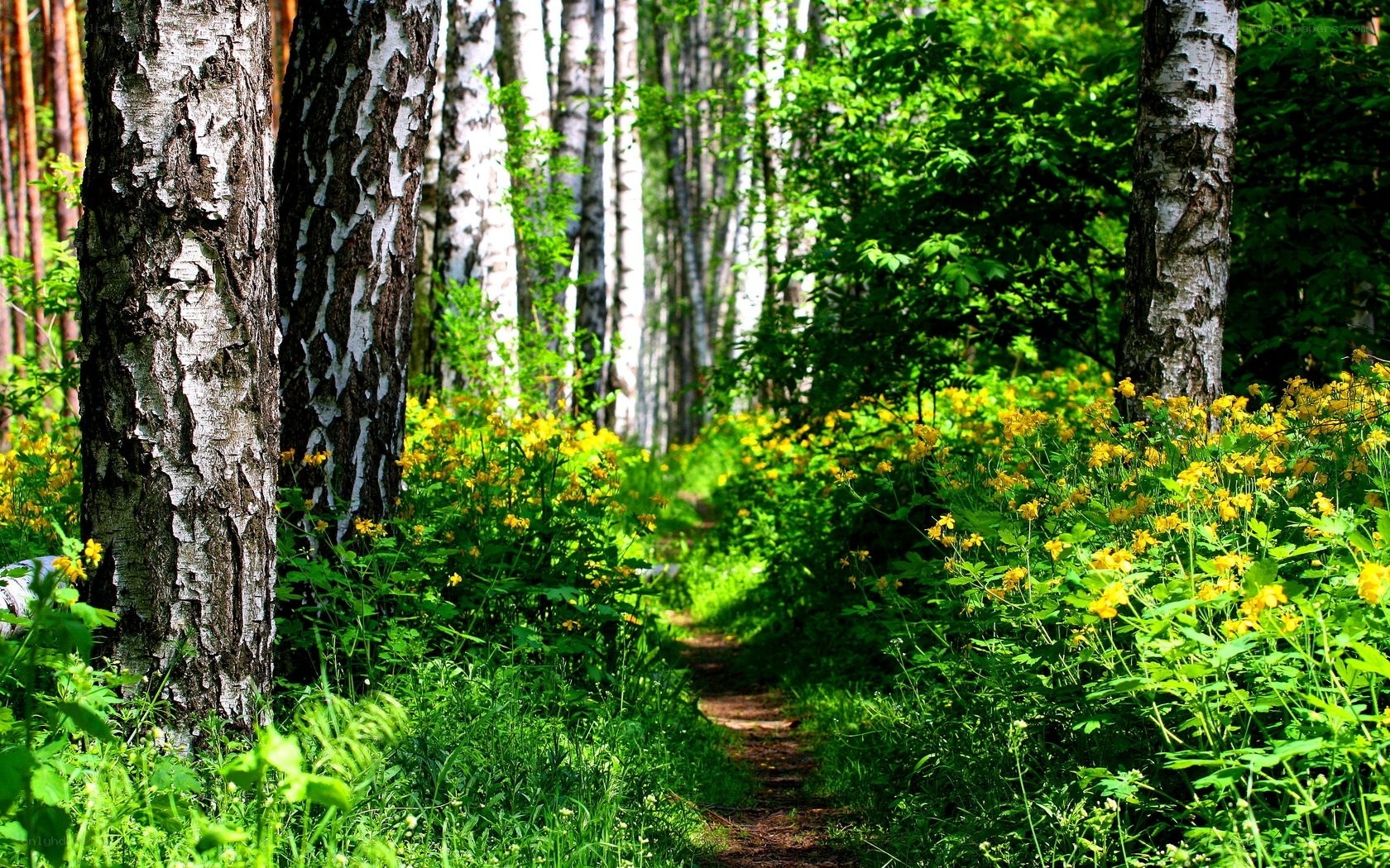 Forest path with yellow flowers