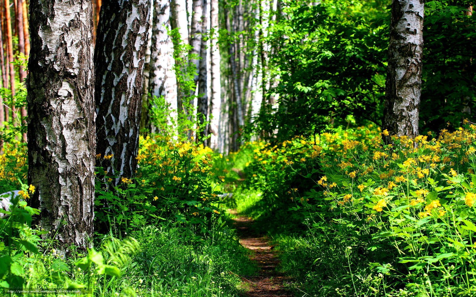 Forest path with yellow flowers