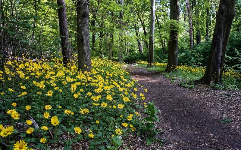 Forest path with yellow flowers