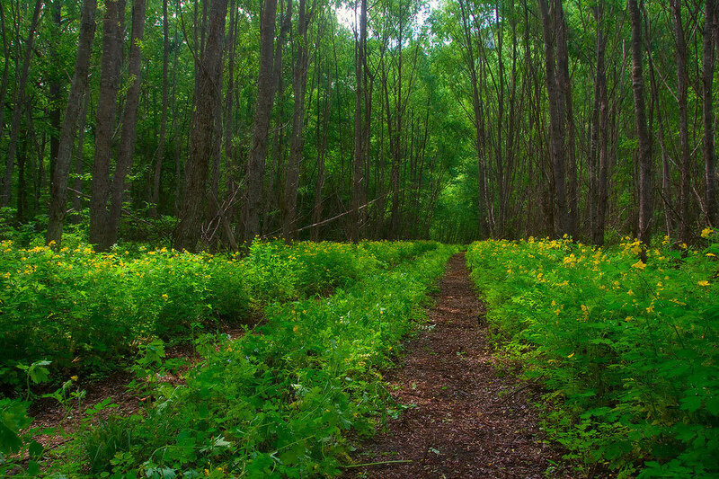 Forest path with yellow flowers