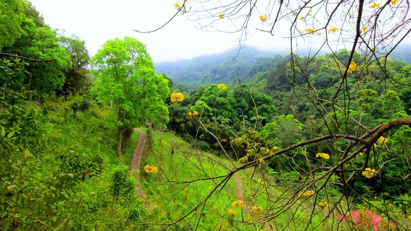 Forest Path with Yellow Flowers — Green, Serene