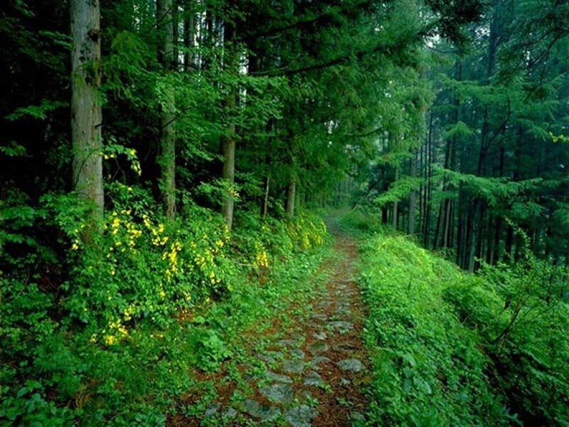 Forest Path with Yellow Flowers — Green