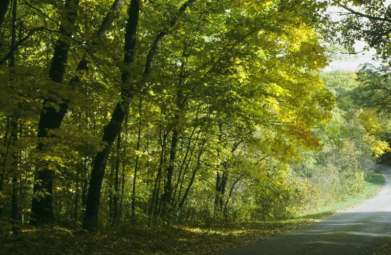 Forest Path with Yellow Leaves