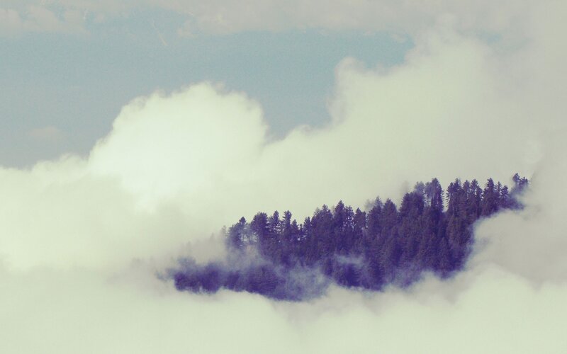 forest peak above clouds